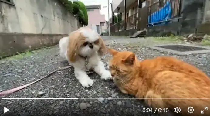 目の前にいるのに……気付いてもらいたい犬vs微動だにしない地域猫