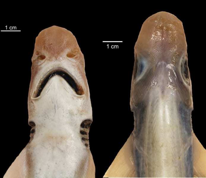 専門家も唖然、イタリア近海で「皮膚のないサメ」が発見される!気候変動による突然変異か…