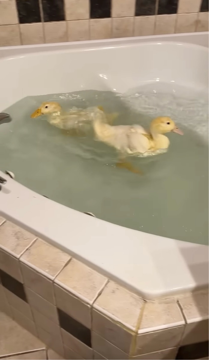 泳いだり潜ったり。バスタブで元気いっぱい水遊びをするアヒルたち【アメリカ・動画】