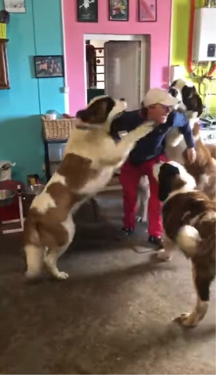 君たち超大型犬の自覚ってある？飼い主さんに飛びつくセントバーナードたちがかわいいけれどパワフルすぎる！！【海外・動画】