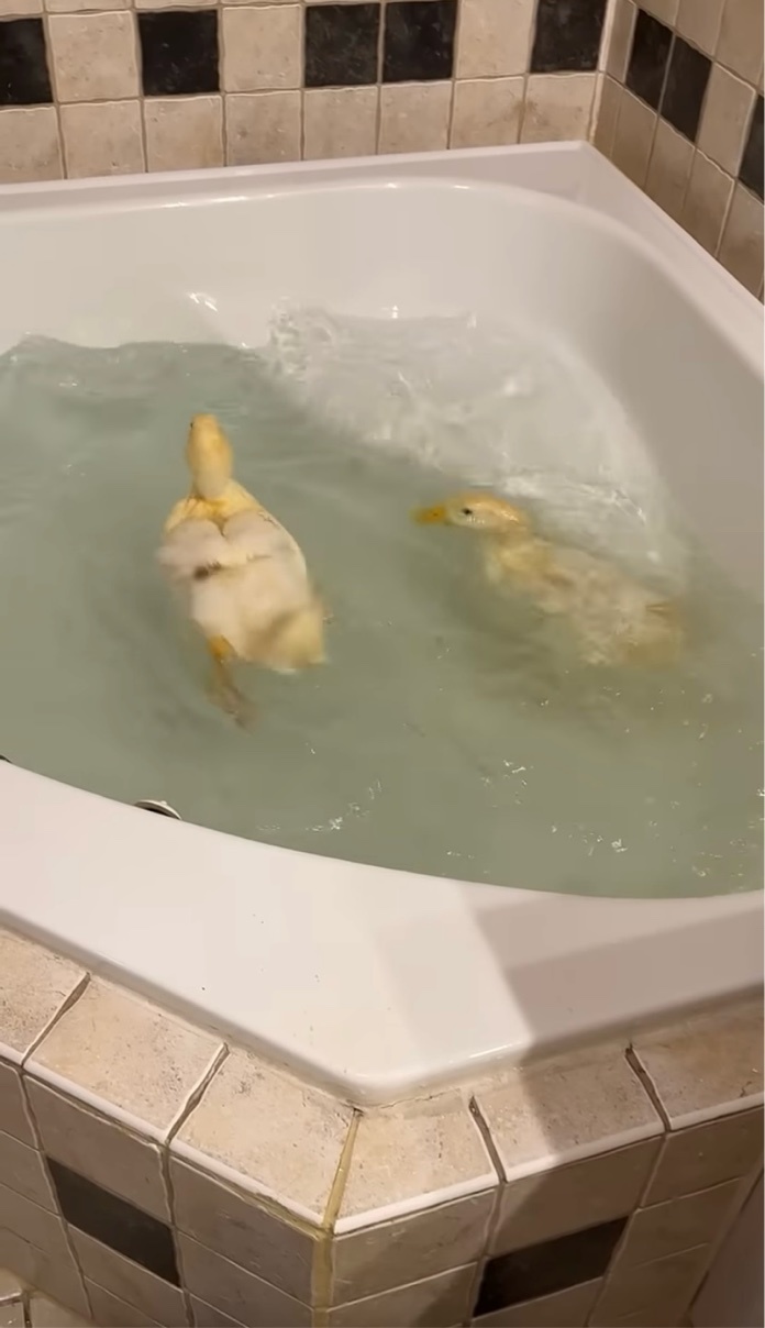 泳いだり潜ったり。バスタブで元気いっぱい水遊びをするアヒルたち【アメリカ・動画】