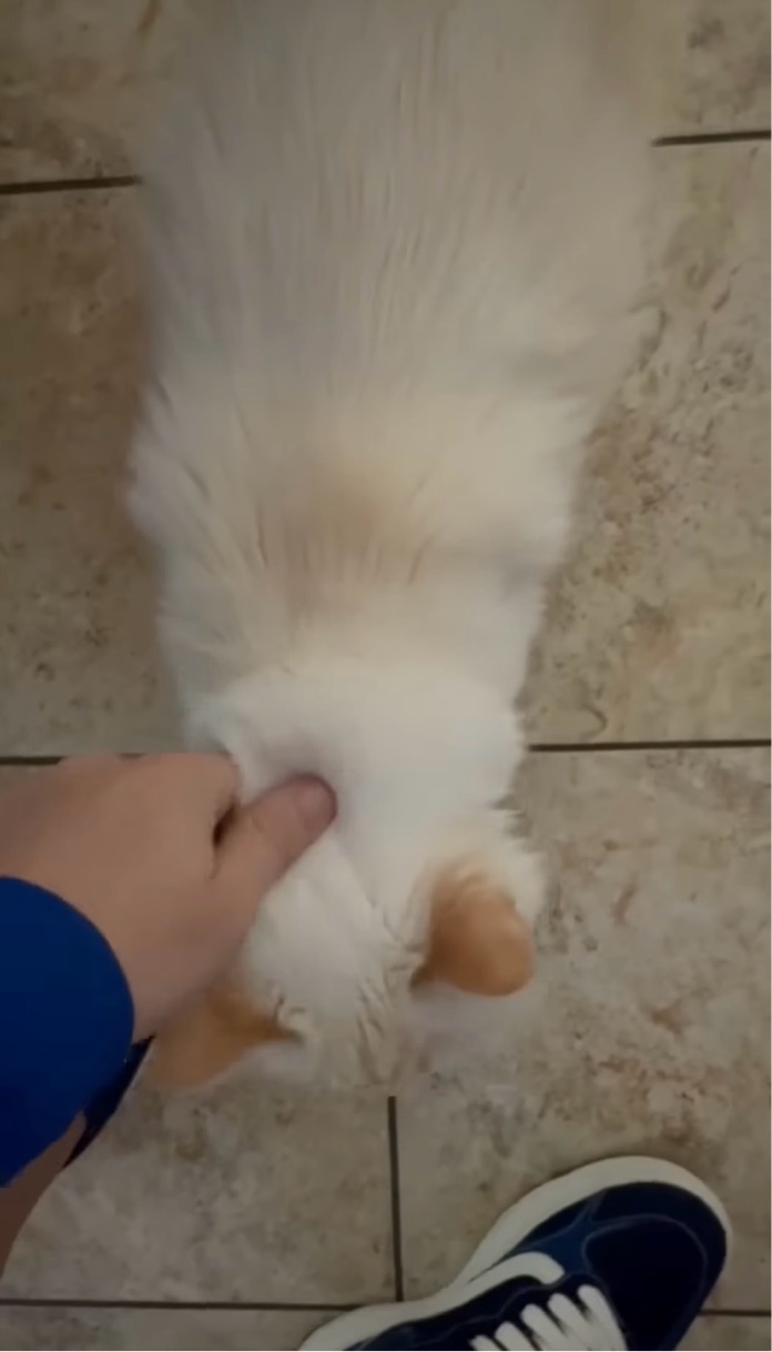 おさんぽに連れていって！リードをくわえて催促するネコが最高にかわいい！【アメリカ・動画】