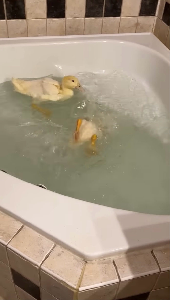 泳いだり潜ったり。バスタブで元気いっぱい水遊びをするアヒルたち【アメリカ・動画】