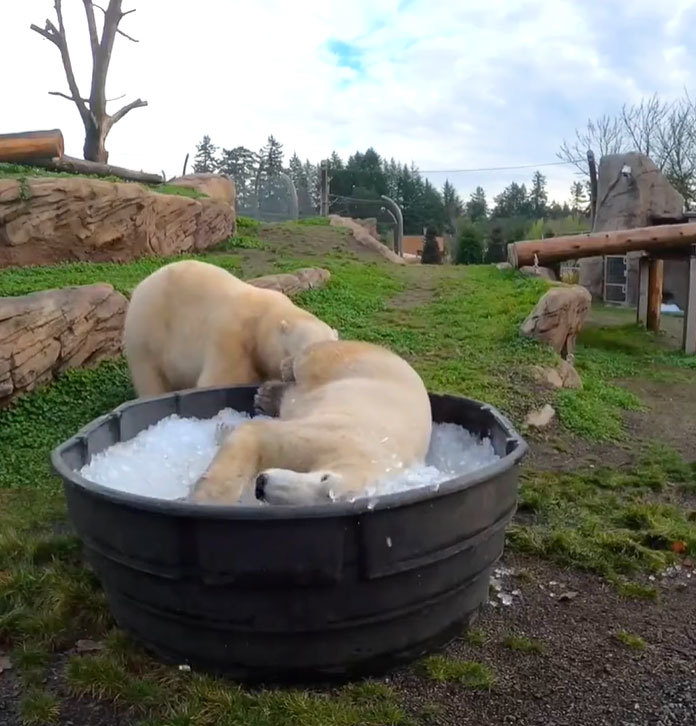 アメリカの動物園で楽しそうに遊ぶホッキョクグマ。大きな体で遊ぶ姿がとてもダイナミックだった！