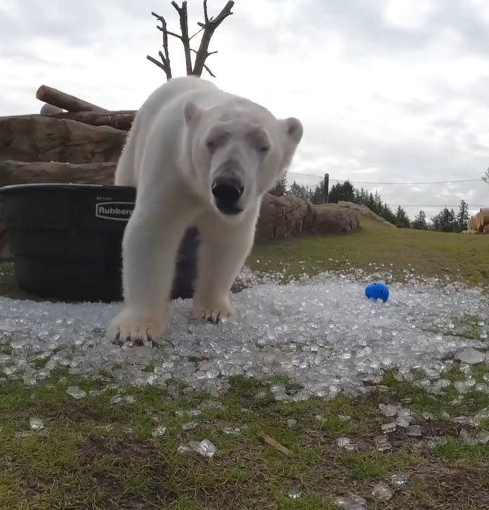 アメリカの動物園で楽しそうに遊ぶホッキョクグマ。大きな体で遊ぶ姿がとてもダイナミックだった！