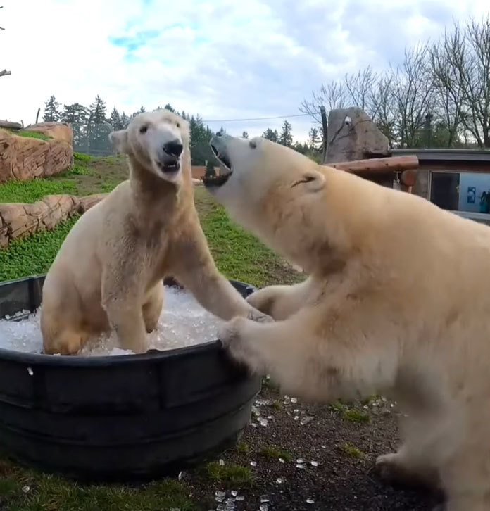 アメリカの動物園で楽しそうに遊ぶホッキョクグマ。大きな体で遊ぶ姿がとてもダイナミックだった！