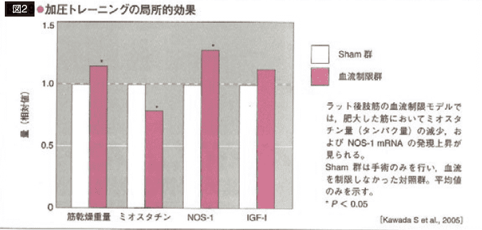 筋肥大の鍵を握る成長因子の正体