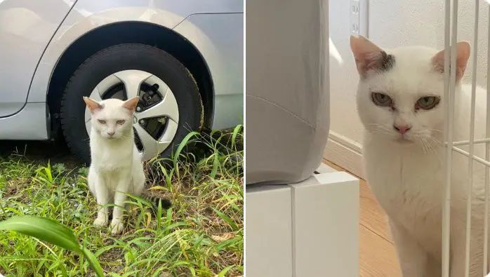 ありがとニャ　自分なりの方法で感謝の気持ちを伝える猫さん