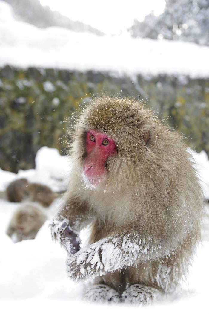 【長野】世界でここだけ！ニホンザルが温泉に入る地獄谷野猿公苑