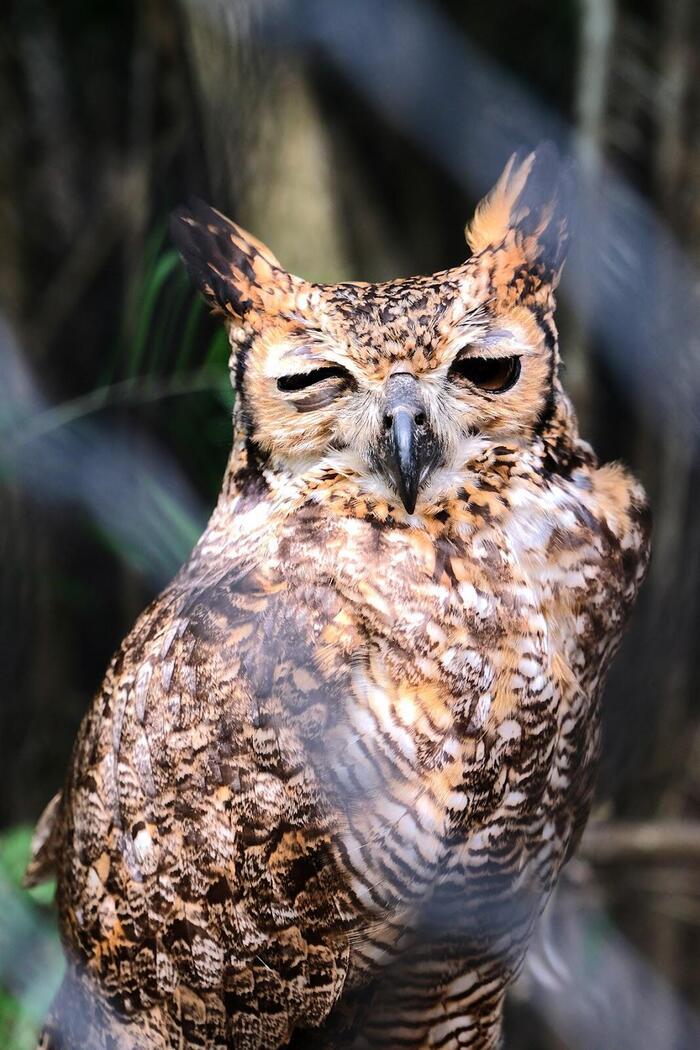 見逃せない情熱ダンス・コロンビア国立鳥園と一番美味しかったレストランはここだ！