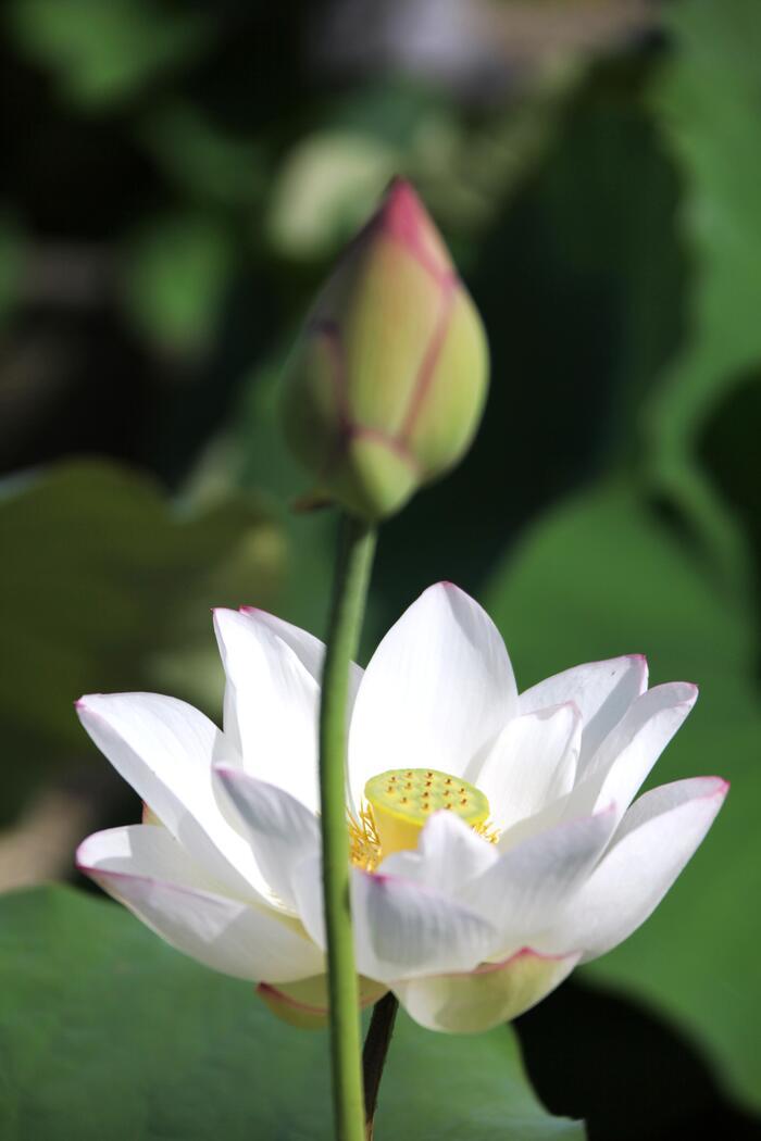行基さんの奈良・喜光寺の蓮の花