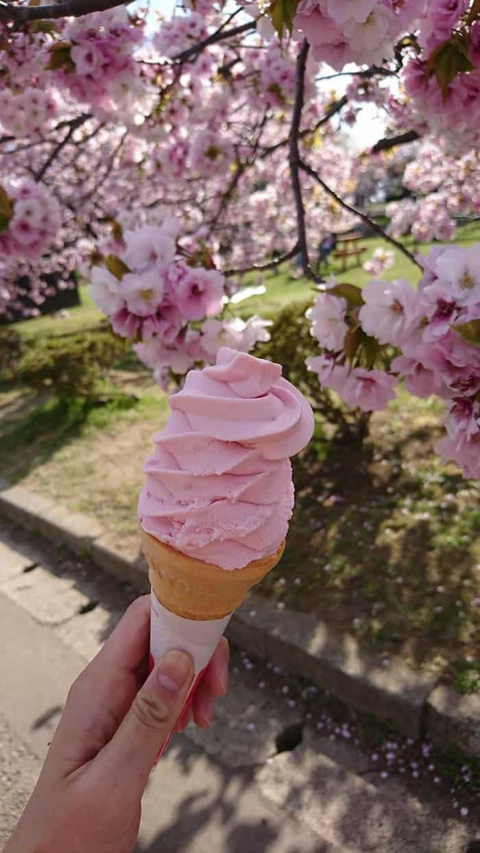 北海道の函館・松前　絶景の桜とお城を求めて＾＾