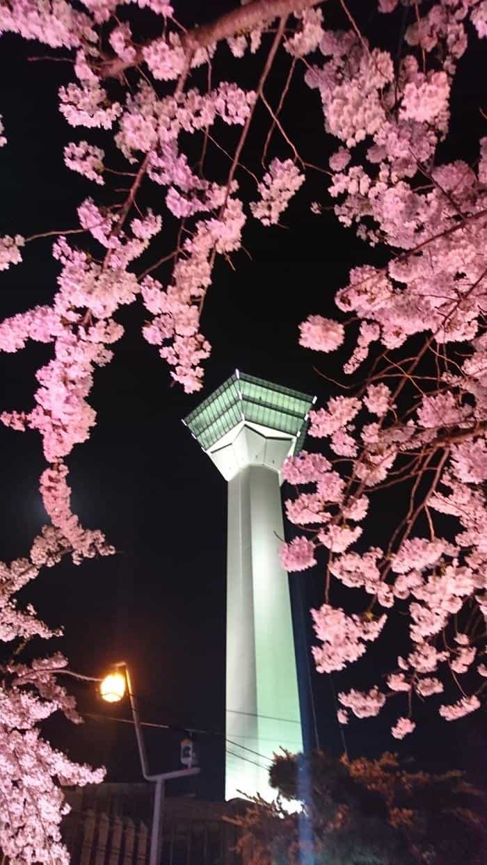 北海道の函館・松前　絶景の桜とお城を求めて＾＾