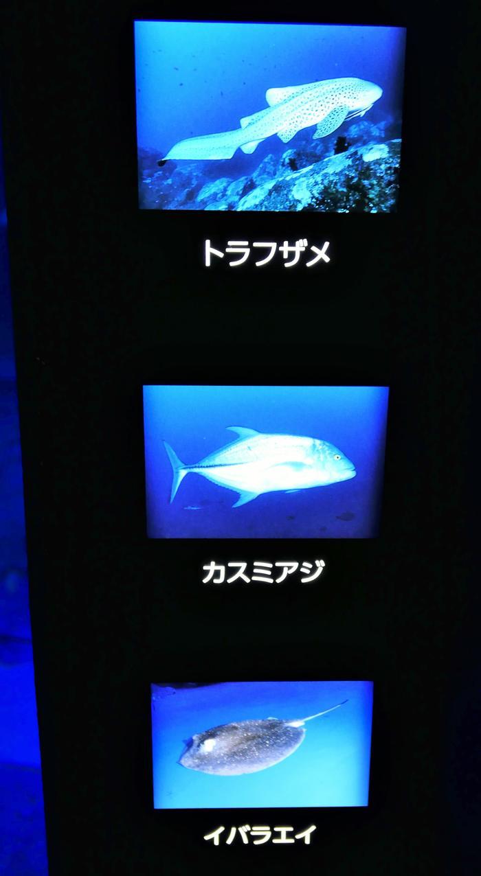 【石川県】リニューアルした「のとじま水族館」の見どころをまとめました！