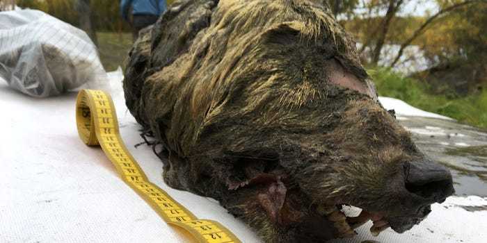 世界初、氷河期に絶滅したホラアナグマの「全身ミイラ」を発見（シベリア）
