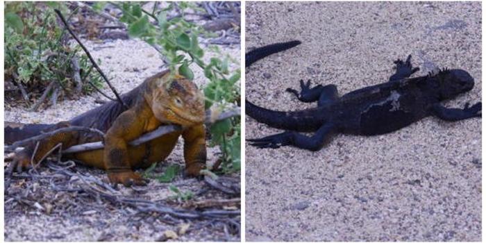 大自然の宝庫！南米のガラパゴス諸島に行ってきました！たくさんの動物が見られますよ♪