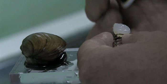 ポーランドの「水質検査をする貝」は800万人の生活水を支えている