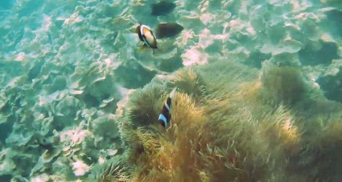 【ニューカレドニア】ハネムーンにおすすめ！メトル島の水上コテージがとってもロマンチック♪カラフルな珊瑚礁や魚も魅力！