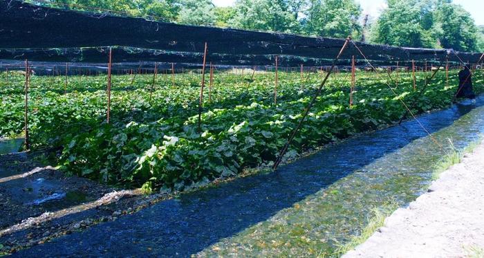 安曇野の大王わさび農場で絶景を楽しもう! おすすめのお土産もご紹介
