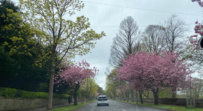 【イギリス】春のエジンバラで異国情緒溢れる桜を楽しもう!