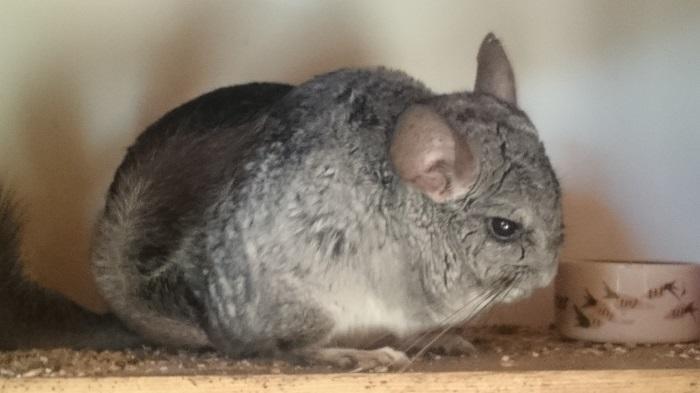 【スウェーデン】可愛い動物たちと美しい自然に触れる！人気の農園カフェ♬