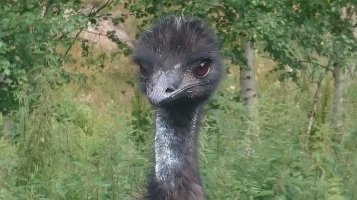 【スウェーデン】可愛い動物たちと美しい自然に触れる！人気の農園カフェ♬