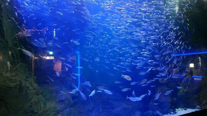 【香川】金魚が空を泳ぐ！水族館に龍宮城！？映えまくりな四国・丸亀の旅