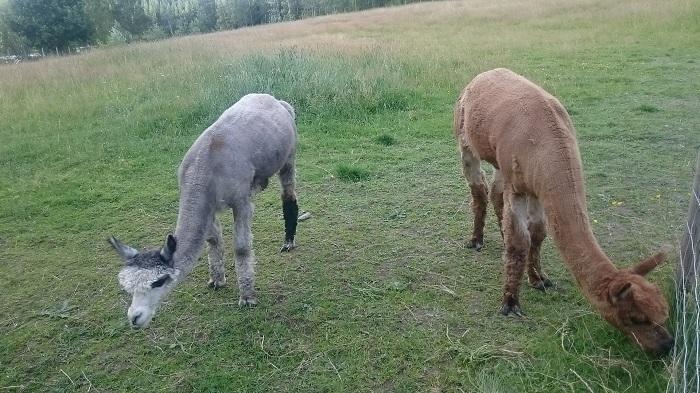 【スウェーデン】可愛い動物たちと美しい自然に触れる!人気の農園カフェ♬