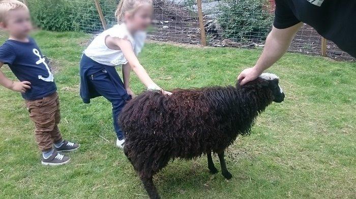【スウェーデン】可愛い動物たちと美しい自然に触れる!人気の農園カフェ♬