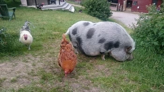 【スウェーデン】可愛い動物たちと美しい自然に触れる!人気の農園カフェ♬
