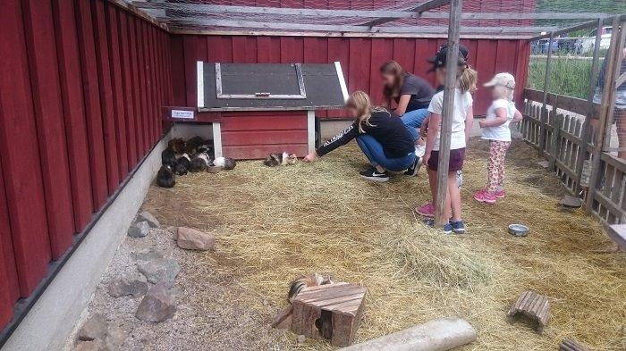 【スウェーデン】可愛い動物たちと美しい自然に触れる！人気の農園カフェ♬