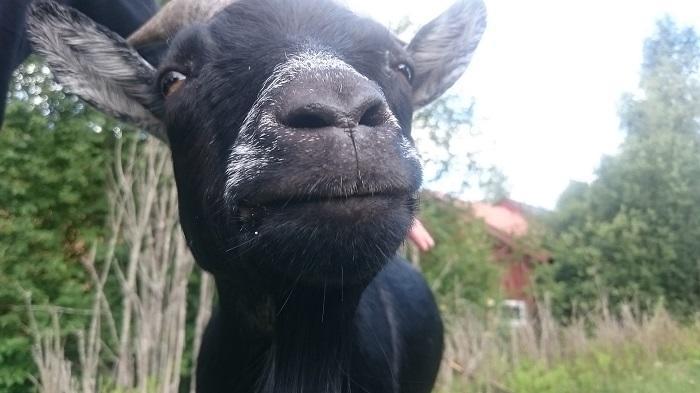 【スウェーデン】可愛い動物たちと美しい自然に触れる!人気の農園カフェ♬