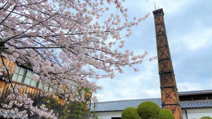 桜の花筏が美しい「伏見十石舟」と酒蔵の街「伏見」