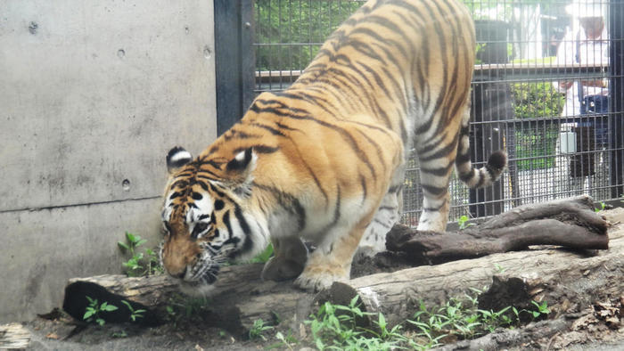 【北海道・旭川】「旭山動物園」の見どころを人気別に徹底解説！もぐもぐタイムは必見！