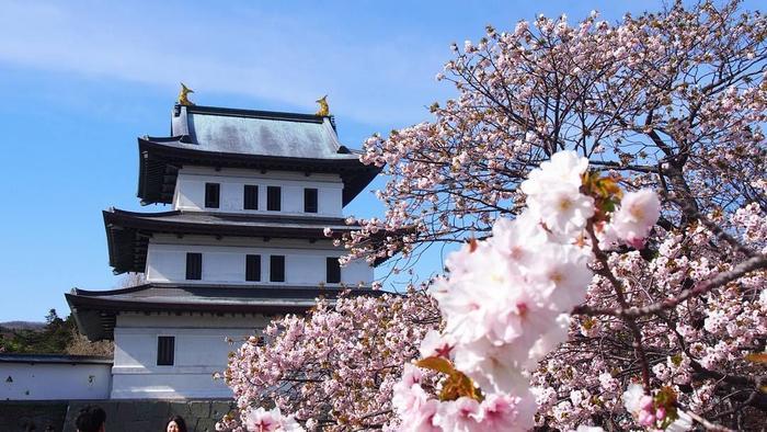 北海道の函館・松前　絶景の桜とお城を求めて＾＾