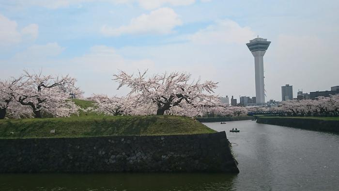 北海道の函館・松前　絶景の桜とお城を求めて＾＾