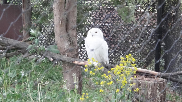 【北海道・旭川】「旭山動物園」の見どころを人気別に徹底解説！もぐもぐタイムは必見！