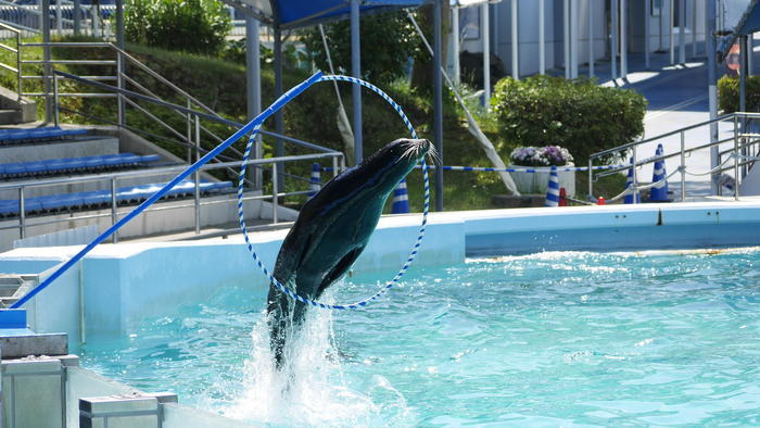 【石川県】リニューアルした「のとじま水族館」の見どころをまとめました！