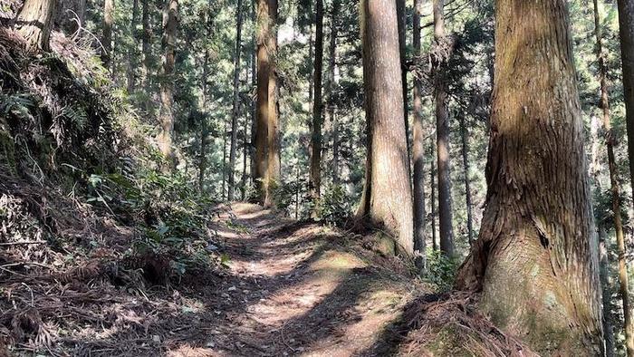 奇跡の光景！吉野山をピンクに染め上げる山桜、来年までに知っておきたい絶景スポット