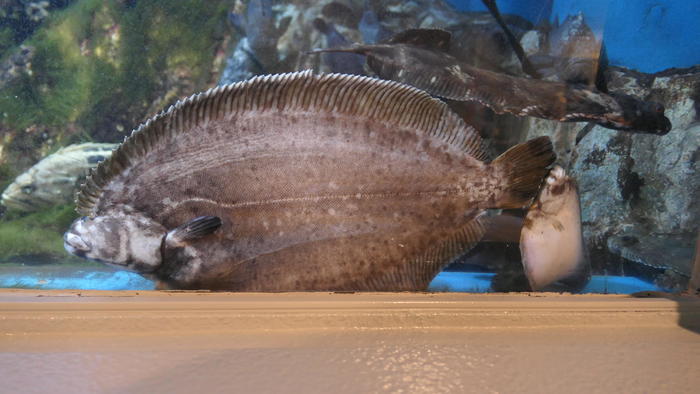 【石川県】リニューアルした「のとじま水族館」の見どころをまとめました！