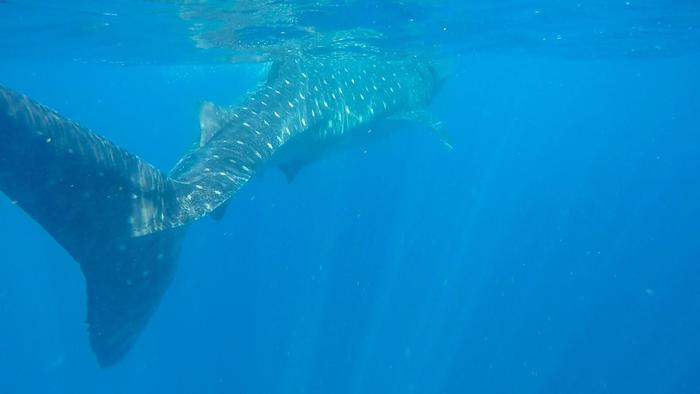 ジンベイザメと泳ぐならココ!マヤの聖地メキシコ・カンクン