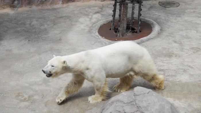 【北海道・旭川】「旭山動物園」の見どころを人気別に徹底解説！もぐもぐタイムは必見！