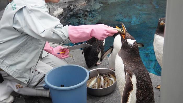 【北海道・旭川】「旭山動物園」の見どころを人気別に徹底解説！もぐもぐタイムは必見！