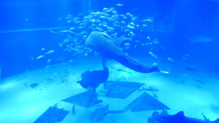 【石川県】リニューアルした「のとじま水族館」の見どころをまとめました！