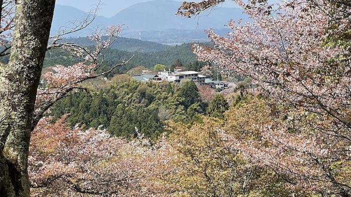 奇跡の光景！吉野山をピンクに染め上げる山桜、来年までに知っておきたい絶景スポット