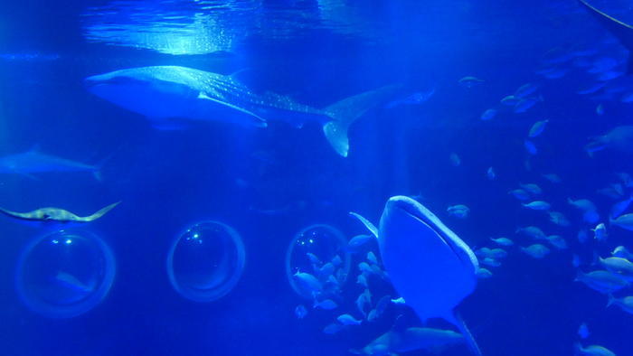 【石川県】リニューアルした「のとじま水族館」の見どころをまとめました！