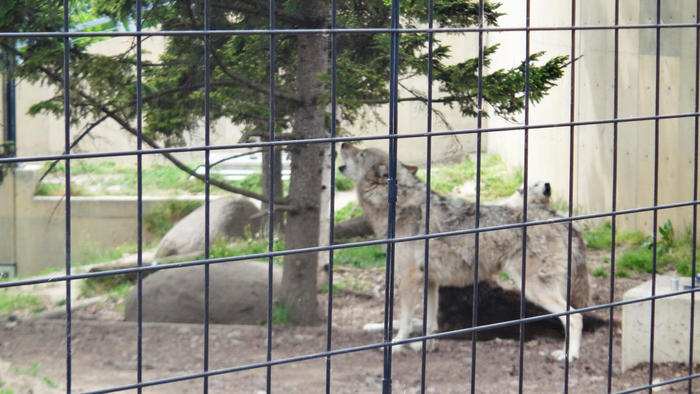 【北海道・旭川】「旭山動物園」の見どころを人気別に徹底解説！もぐもぐタイムは必見！