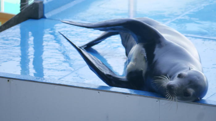 【石川県】リニューアルした「のとじま水族館」の見どころをまとめました！