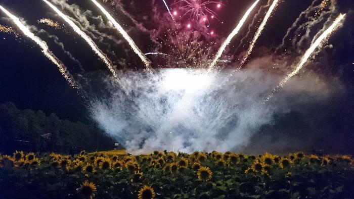 大地が黄色く輝く絶景 北竜町のひまわり畑!