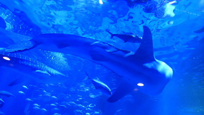 【石川県】リニューアルした「のとじま水族館」の見どころをまとめました！